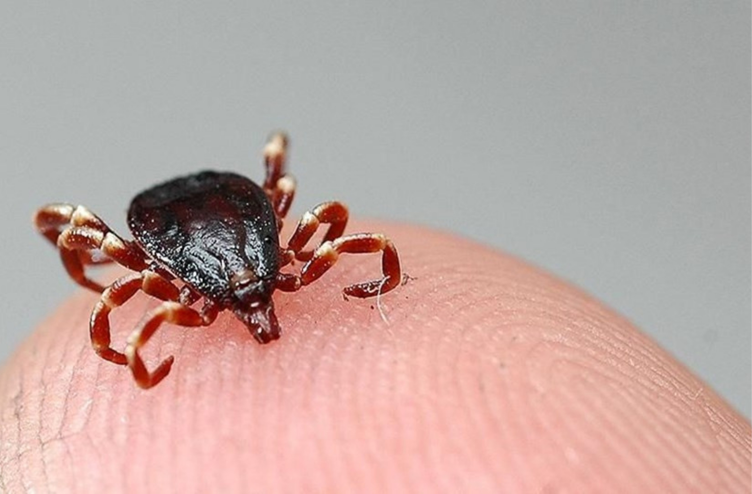 Alaca’da kene vakası: 1 kişi hayatını kaybetti